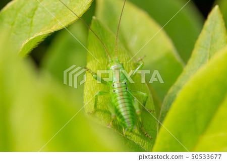 在竹葉子的螞蚱 50533677