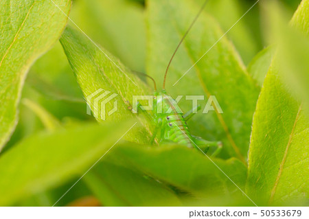 在竹葉子的螞蚱 50533679