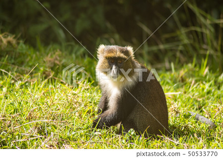 Monkey Sykes Cercopithecus frontalis sitting on Monkey Sykes Cercopithecus frontalis sitting on 50533770