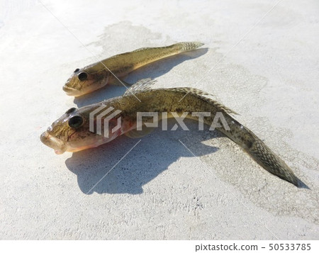 Freshly caught fish 50533785