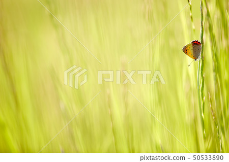 White-headed butterfly in the grass 50533890