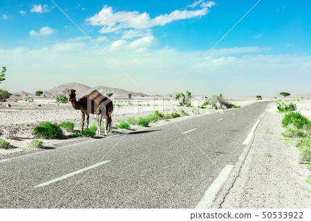 A cute, wild, one-humped camel stands along the A cute, wild, one-humped camel stands along the 50533922