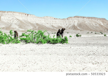 A cute, wild, single-humped camel in the Moroccan 50533923