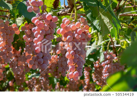 Katsunuma葡萄（10月），山梨縣甲州市 50534419