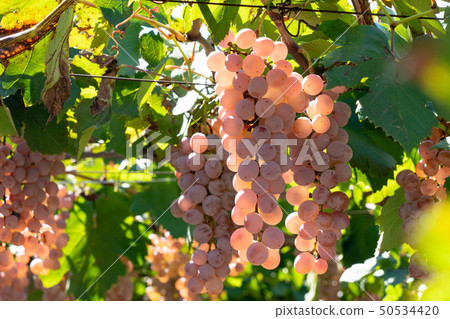 Katsunuma葡萄（10月），山梨縣甲州市 50534420