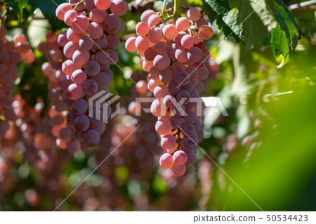 Katsunuma葡萄（10月），山梨縣甲州市 50534423