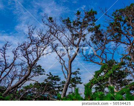 [靜岡縣伊豆半島地質公園]西魚小金崎的風景[夏天] 50534425