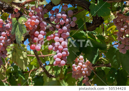 Katsunuma grapes (October), Koshu City, Yamanashi Prefecture 50534428