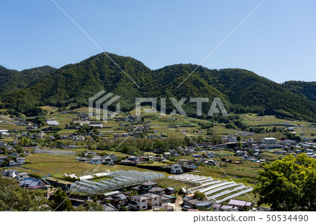 Katsunuma grapes (October), Koshu City, Yamanashi Prefecture 50534490