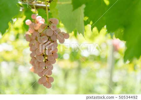 Katsunuma grapes (October), Koshu City, Yamanashi Prefecture 50534492