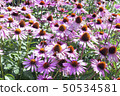 Sunny garden with Echinacea pink flowers in bloom 50534581