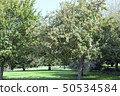 Wild apple tree full of ripe fruits in an orchard 50534584