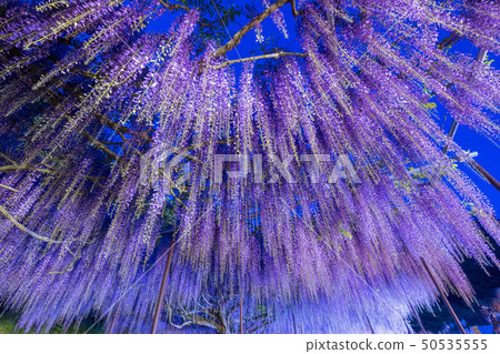 Byakugoji Byakugoji 50535555