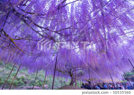 Shirakuji Shirakuji 50535560