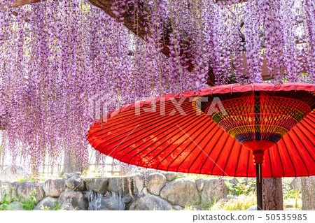 Wisteria flower and Japanese umbrella Wisteria flower and Japanese umbrella 50535985
