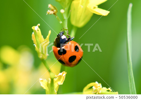 Ladybug in rape blossoms Ladybug in rape blossoms 50536000