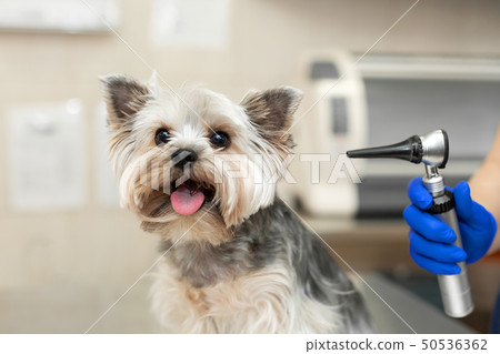 Beautiful vet doctor examines a small cute dog 50536362