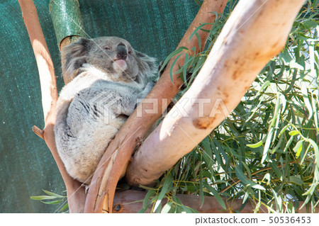 Sleepy Australian Koala