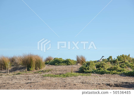 澳大利亞野鳥 50536485