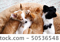 Four chihuahua puppies sleeping side by side on cushions 50536548