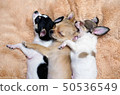 Three chihuahua puppies hugging on cushions 50536549