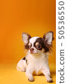 Chihuahua puppy smiling intently in front of yellow background 50536550