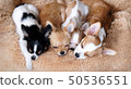 Four chihuahua puppies sleeping side by side on cushions 50536551