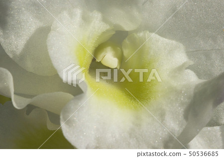 White Orchid Flower Macro White Orchid Flower Macro 50536685