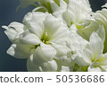 Kalanchoe White Flower against a blur blue background 50536686