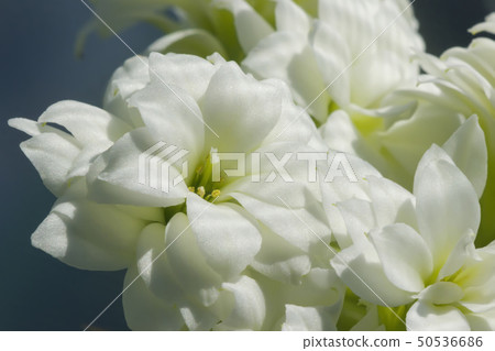 Kalanchoe White Flower against a blur blue background Kalanchoe White Flower against a blur blue background 50536686