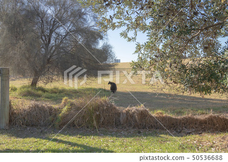 Australian wild kangaroo 50536688