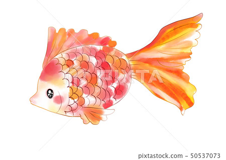 colorful goldfish