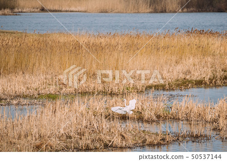 Fauna Of Belarus. Great Egret Or Ardea Alba, Also Known As The Common Egret, Large Egret, Or Great 50537144