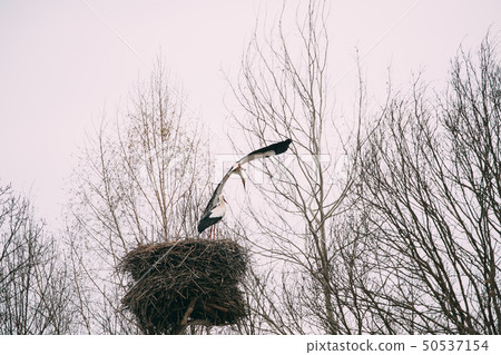 Two Adult European White Storks Sitting And Flying Near Nest In Spring Day. Belarus 50537154