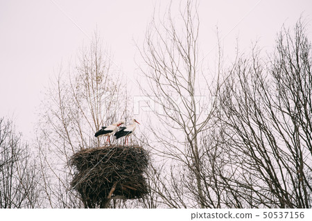 Two Adult European White Storks Sitting In Nest In Spring Day. Belarus 50537156