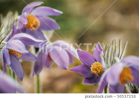 Belarus. Beautiful Wild Spring Flowers Pulsatilla Patens. Flowering Blooming Plant In Family 50537158