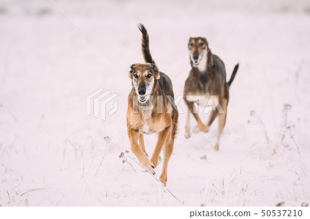 Two Hunting Sighthound Hortaya Borzaya Dogs During Hare-hunting At Winter Day In Snowy Field 50537210