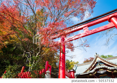 Takao Yakuoin Headquarters Torii and autumnal scenery Autumn (Hachioji City, Tokyo) *Photo taken in November 2017 50537332