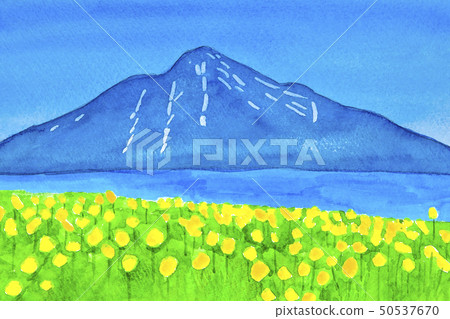 黃色的花朵和利尻島 黃色的花朵和利尻島 50537670