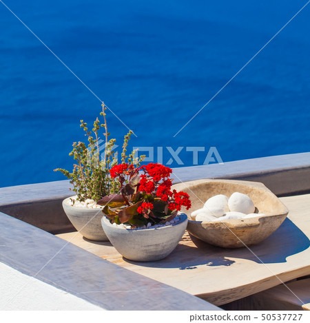 Red kalanchoe flowers in pot Red kalanchoe flowers in pot 50537727