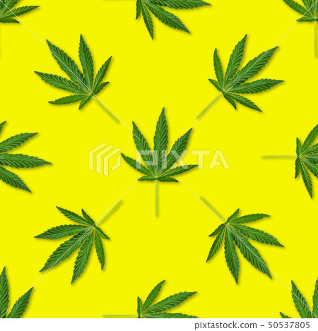 Hemp or cannabis leaves seamless pattern. 50537805
