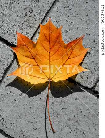 Golden orange and yellow maple leaf on asphalt. Golden orange and yellow maple leaf on asphalt. 50537811