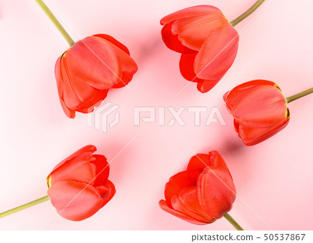 Red buds of tulips on a pink background 50537867