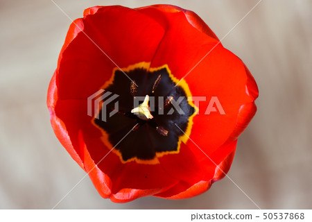 Macro shooting of blooming red tulip bud 50537868