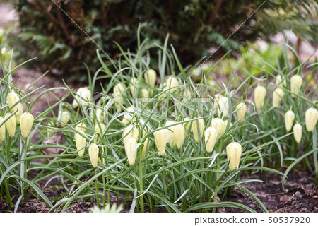 Soft focus. Yellow snake's head flowers. Close up Soft focus. Yellow snake's head flowers. Close up 50537920