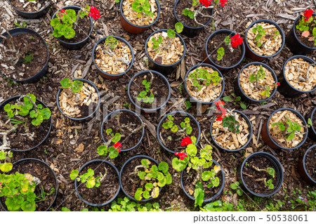 seedings of plants in pots seedings of plants in pots 50538061