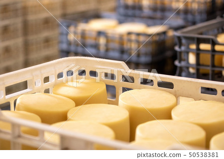 Cheese arranged in boxes at cheese factory warehouse. 50538381