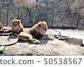 動物園獅子，群馬野生動物園 50538567