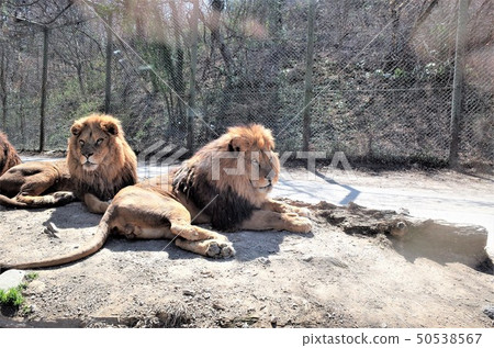 Zoo Lion, Gunma Safari Park 50538567