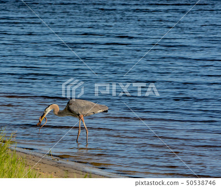 Great Blue Heron killing and eating a Boa snake. 50538746